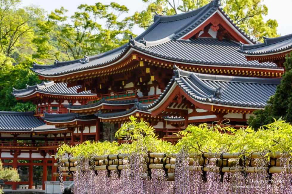 Wisteria at Byoudo-in temple