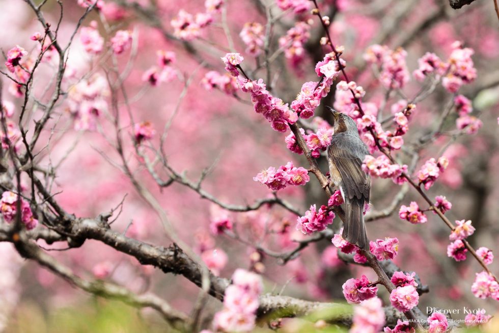 Brown-eared Bulbul in the plums at Zuishin-in temple.