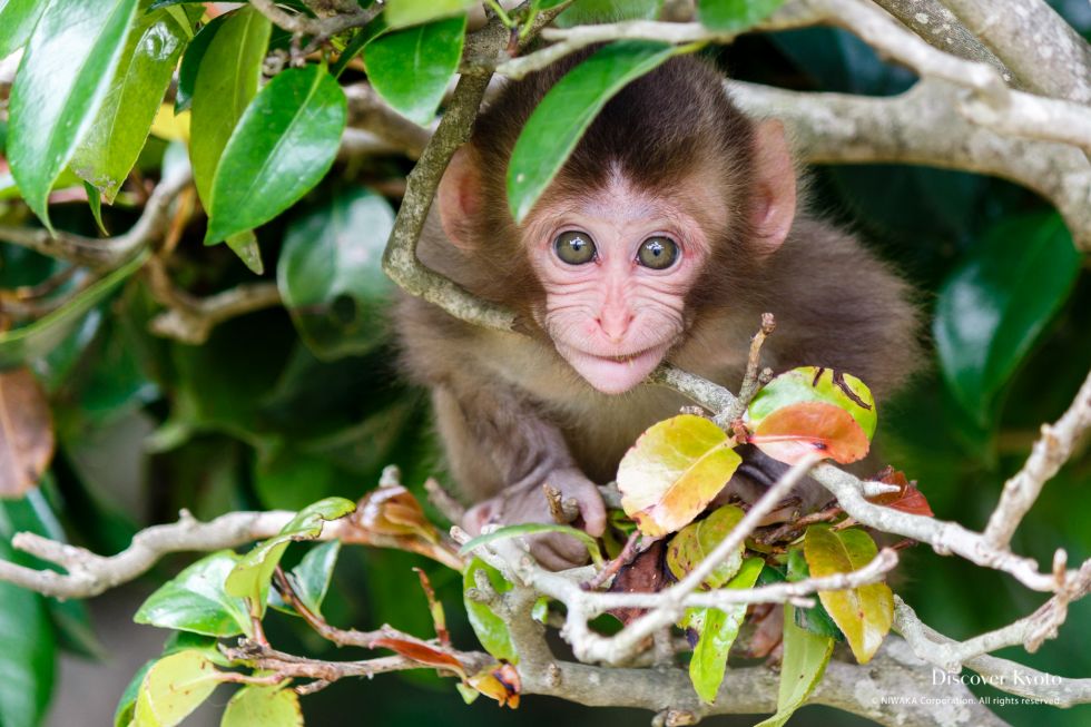 Arashiyama Monkey Park