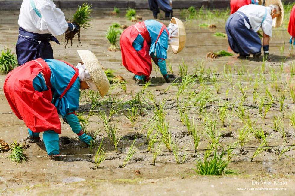 The planters hard at work at Taue-sai at Fushimi Inari Taisha.