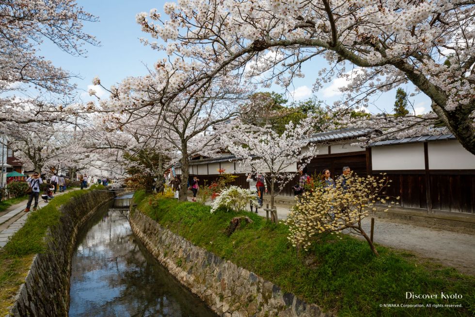 Sakura Blooming at Philosophers Path