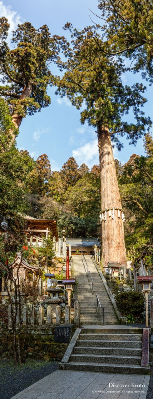 Tree at Yuki Shrine in Kurama.