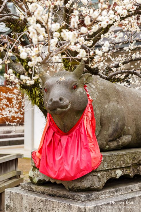 Ox statue with plum blossoms at Kitano Tenmangū.