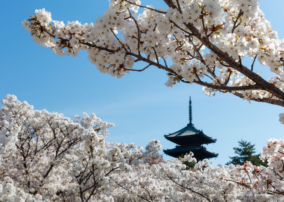 Ninna ji Discover Kyoto