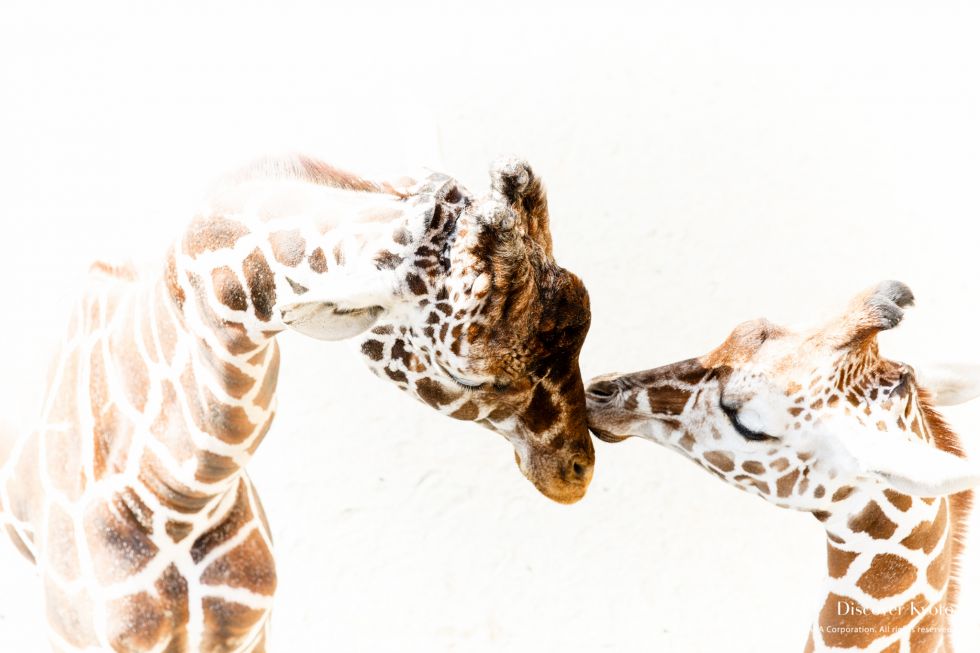 Kyoto City Zoo