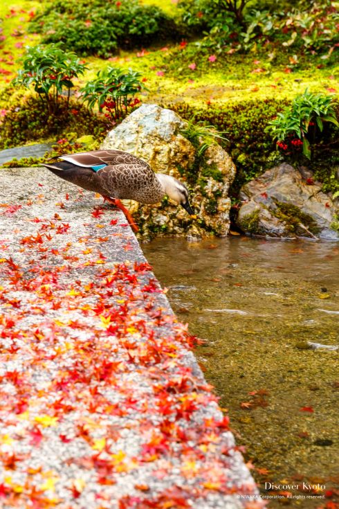 A female mallard in a stream at Murin-an temple.