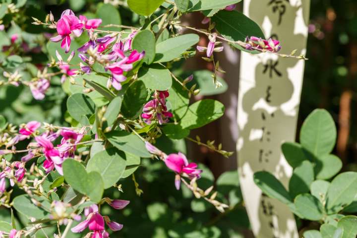 Poems are placed amongst the hagi at the Hagi Matsuri at Nashinoki Shrine.