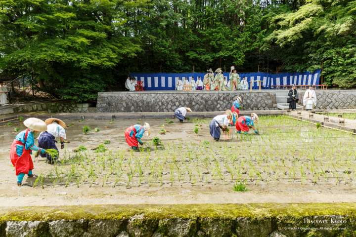 Planters sing while they work at Taue-sai at Fushimi Inari Taisha.