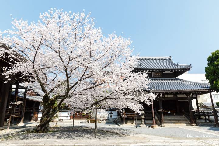 Honpō-ji Sakura Full Bloom