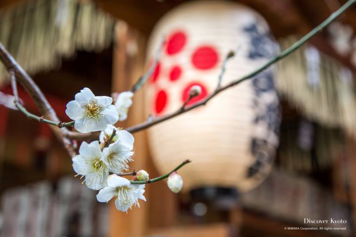 Nishiki Tenmangū Plum Blossom Symbol