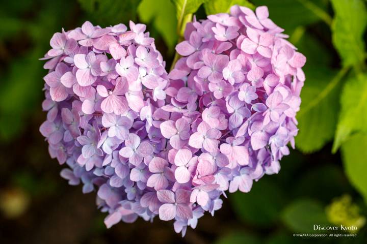 Hydrangea Flower Season Mimumroto-ji Heart