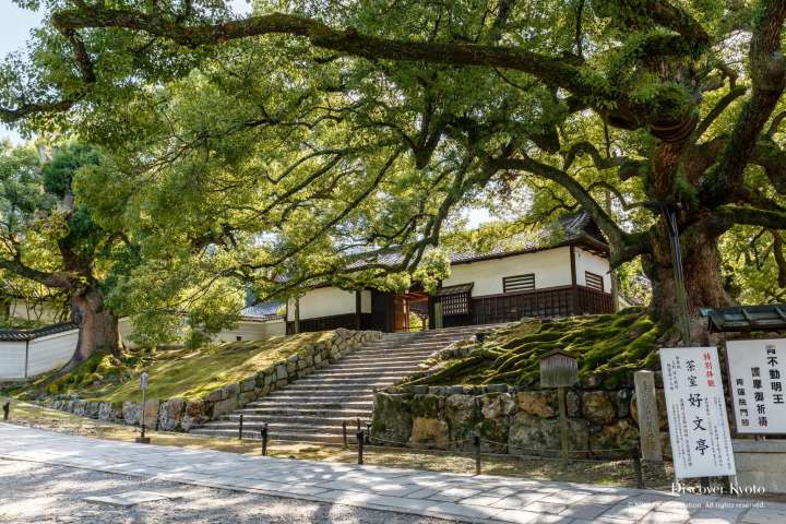 Camphor trees outside Shōren-in temple.