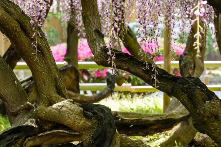 Wisteria Flower Season Byodo-in Flower