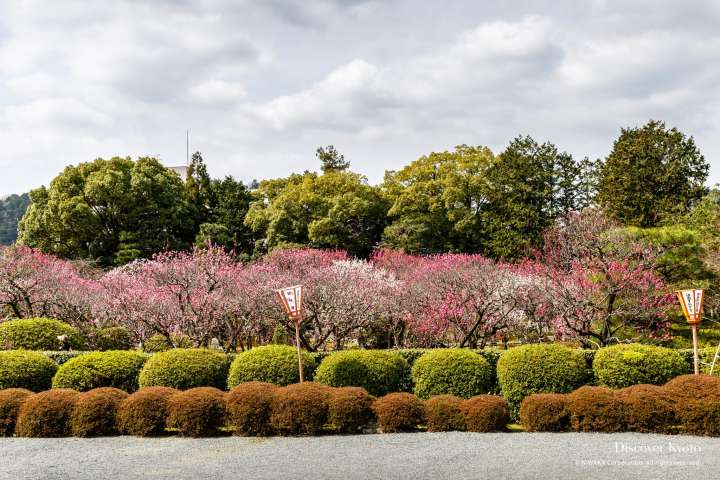 The Ono Plum Garden at Zuishin-in.