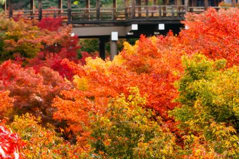 Bridge and autumn leaves at Tōfuku-ji temple.