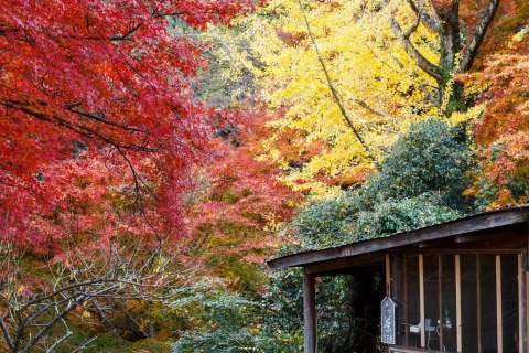 Priest and garden in autumn at Senkō-ji temple.