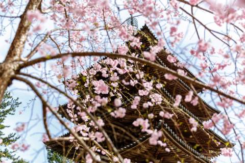 Daigo-ji Pagoda Sakura