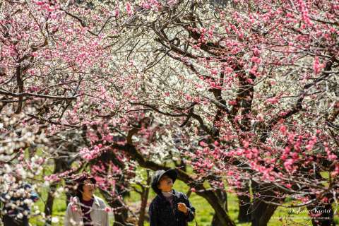 Plum orchard at Kitano Tenmangū.
