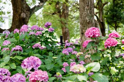 Hydrangea garden during the Ajisai festival at Fujinomori shrine.