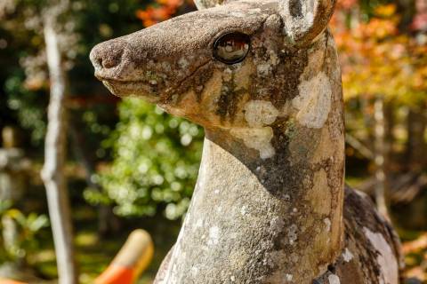 Ōharano Shrine Female Deer Guardian