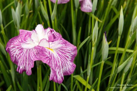 Iris Flower Season Mimuroto-ji Purple