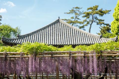 Kyoto spring at Byōdō-in temple.