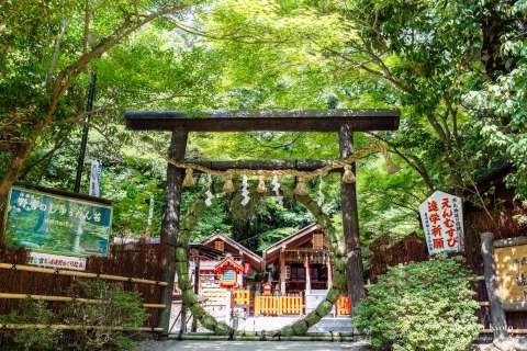 The chinowa during the Nagoshi no Harae at Nonomiya Shrine.
