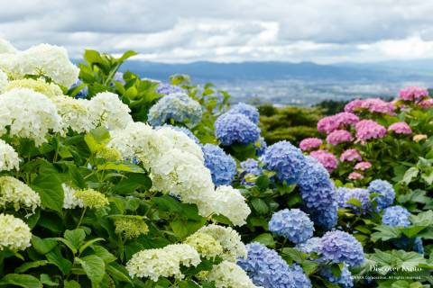 Yoshimine-dera Temple Hydrangea View