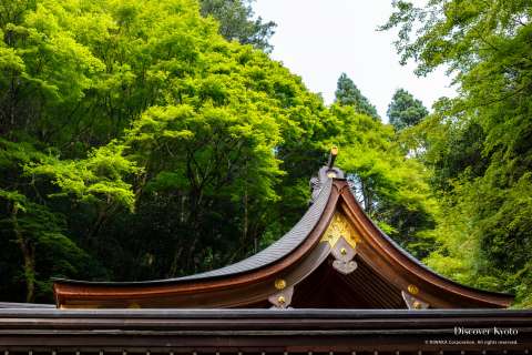 Summer forest over the shrine roof during the Mizu Matsuri at Kifune shrine.