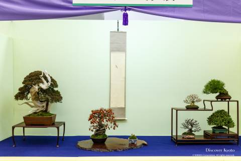 Gafuten Bonsai Exhibition Variety