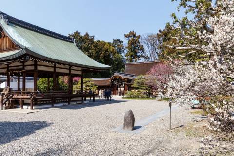 Umenomiya Taisha Plum Courtyard