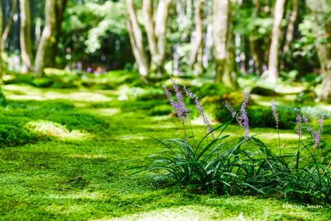 Purple lilyturf flowers on the moss garden at Giō-ji.