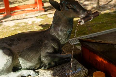 Ōharano Shrine Deer Water