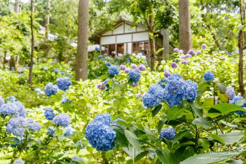 Hydrangea Flower Season Sanzen-in Garden