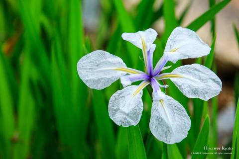 Iris Flower Season Kaju-ji Petal
