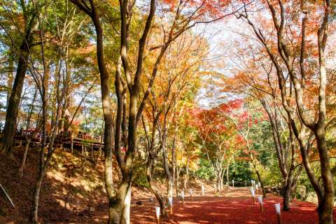 Autumn at Jingo-ji.