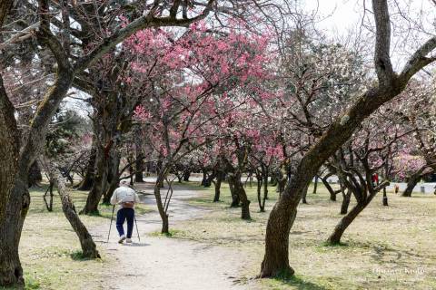 Gosho Park Plum Grove