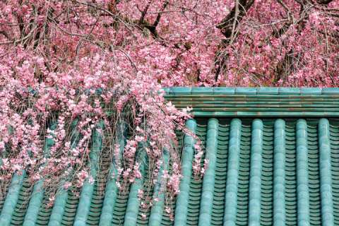 Sakura blooming over the green roof