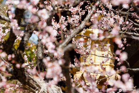 Kitano Kyokusui no En Lantern Plum