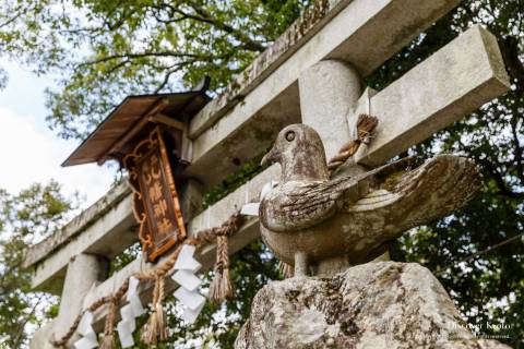 Miyake Hachimangū Pigeon Guardian
