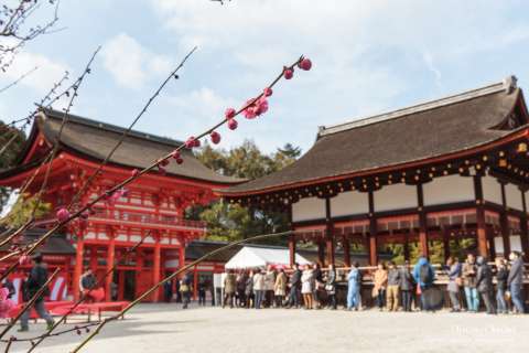 Gate, stage and plum blossoms at Shimogamo Shrine.