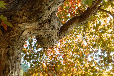 Ōharano Shrine Trunk Leaves