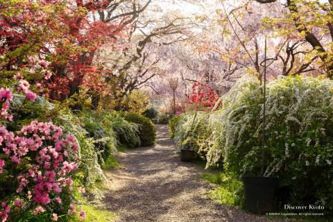 Haradani-en Sakura Garden