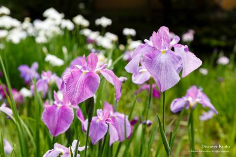 Umenomiya Taisha Iris Zoom