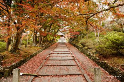 Bishamon-dō Temple Fallen Leaves
