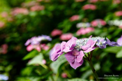 Umenomiya Taisha Layer Hydrangea