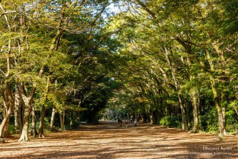 The Tadasu no Mori forest at Shimogamo shrine.