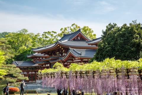 Wisteria Season Flower Byodo-in Temple