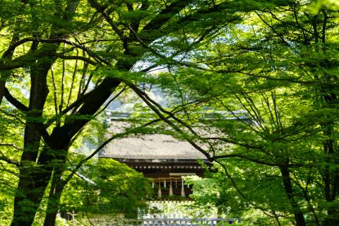 Bishamon-dō Temple Maple Tunnel