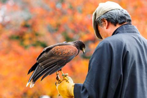 Falconry in Nijo Castle